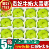 十里馋福建青枣牛奶枣新鲜水果脆甜枣贵妃蜜枣当季孕妇可吃现摘现发 5斤甄选果【品质升级】净重4.5斤