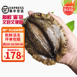 时寐东山县澳角村黄金鲍鱼 大号鲍鱼海鲜礼盒 送礼 源头直发 2头/1斤