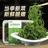 鲜窝窝 盐渍鞭炮笋250g 火锅食材马尾藻长寿菜凉拌菜麻辣烫 海草海藻菜