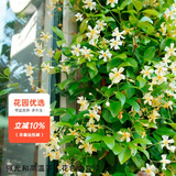 虹越芳香型爬藤花卉 意大利风车茉莉盆栽苗 花园庭院装饰香味植物 黄风车1加仑
