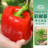 寿禾 彩椒苗灯笼椒青椒菜椒种苗方椒秋冬季蔬菜苗种苗寿光菜种苗 (红甜椒）红椒苗 3棵
