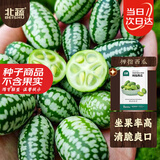北蔬 拇指西瓜种子种苗水果迷你小西瓜种籽 拇指西瓜种子约50粒