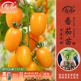 寿禾 蔬菜苗活苗带土发货大全菜苗种苗秋冬各种秧苗山东寿光苗子阳台 [金玲珑]黄圣女果苗 6棵