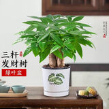 泰西丝三杆发财树盆栽绿植摆件客厅办公桌面+龟背叶陶瓷盆 源头直发