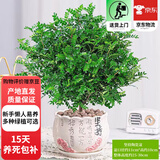 欧芽清香胡椒木植物办公室桌面绿植花卉 盆栽室内客厅 清香木盆景苗【粉坚持陶瓷盆】 含盆