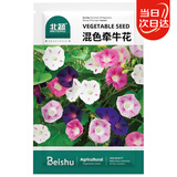 北蔬 牵牛花种子种苗可盆栽爬藤植物花卉种籽 混色牵牛花种子500粒