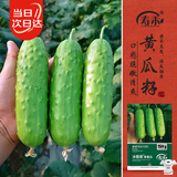 寿禾 强雌性旱黄瓜种子种苗秋季蔬菜种籽 潍育冰翡翠旱黄瓜种子50粒