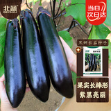 北蔬 茄子种子种苗黑又亮长茄阳台盆栽蔬菜种籽 黑妍长茄种子50粒