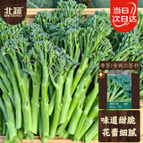 北蔬 西兰苔种子苗家庭西洋芥兰春季蔬菜籽 寿苔1号西兰苔种子约100粒