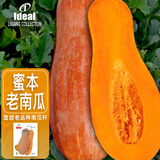 ldeal理想农业 蜜本老南瓜种子高产抗病杂交老品种南瓜籽蔬菜种子大全