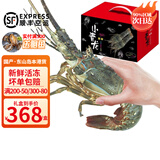 时寐东山岛海捕小青龙虾新鲜活冻大号青龙虾端午中秋春节礼盒顺丰空运 礼盒装3斤/4-6只