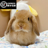 梦茜儿（MEXEMINA）兔子活物侏儒兔凤眼小型茶杯兔长不大不咬人宠物荷兰垂耳兔子活体 黄色垂耳兔【公母可选】