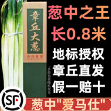 田良季正宗山东章丘大葱【顺丰速运】高白脆甜新鲜水果蔬菜葱特产送礼品 净重8斤|葱王1.5米礼盒【送礼款】 顺丰礼盒装【脆甜丨去皮去半叶】
