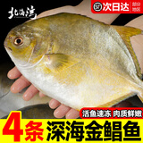 北海湾 金鲳鱼 新鲜海捕大鲳鱼海鲜平鱼冷冻扁鱼冰鲜大鲳鱼海鱼银鱼鱼类 【净重500-600克/条】 共4条