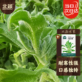 北蔬 水晶冰菜种子种苗冰草籽盆栽蔬菜种籽 北蔬水晶冰菜种子2000粒