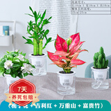 樱霞【顺丰上门】花卉植物室内桌面净化空气水培小绿植好养活驱蚊盆栽 万重山+栀子花+吉利红+富贵 带盆