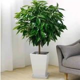 叹为观止大型独杆发财树庆典乔迁盆景绿植办公室盆栽客厅大型植物 平安树1-1.2米 含盆