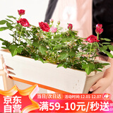 漫生活 长条种菜盆约12L土/盆阳台种植盆种子育苗蔬菜树脂花盆米白大号