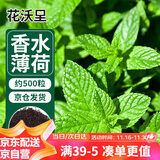 花沃里香水薄荷种子500粒/包花卉种子四季花种家庭盆栽土阳台庭院种