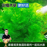 云峰海瑞水草活体懒人草鱼缸造景活体水草套餐鱼缸水草有茎类中后景真水草 【实惠】-绿菊（5只一组）