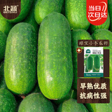 北蔬 冬瓜种子种苗绿皮玲珑小冬瓜四季蔬菜种籽 绿宝小冬瓜种子100粒