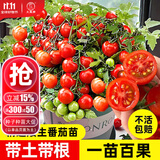 大禹矮生番茄苗盆栽小西红柿苗带土秧苗种子圣女果树苗寿光水果蔬菜苗 红矮生小番茄苗秧苗 6棵 带土