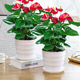 格调生活鸿运当头红掌盆栽绿植花卉室内客厅水培好养白掌一帆风顺四季开花 两盆、大红掌【大螺纹盆】 含盆