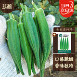 北蔬 秋葵种子苗水果绿秋葵阳台小院春秋四季菜种籽 黄秋葵种子约60粒