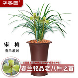 华香园春兰老八种【宋梅】兰花苗浓香型养兰入门室内耐阴绿植花卉 宋梅 1棵3苗 不带花苞 裸根发货