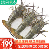 哆鲜生 海捕青龙虾 鲜活冷冻国产小青龙大花龙虾海鲜送礼生鲜虾类 大号 2只装 净重450-500g