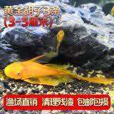 云峰海瑞清洁鱼活体热带鱼观赏鱼水族宠物工具鱼垃圾鱼老鼠鱼鱼缸除藻 黄金胡子3条（3-5厘米）