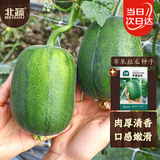 北蔬 苹果丝瓜种子种苗菜瓜籽阳台盆栽种植 苹果丝瓜种子8粒