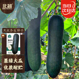 北蔬 黑皮冬瓜种子苗巨型黑皮特大好吃菜园蔬菜种籽 黑皮冬瓜种子50粒