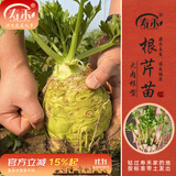寿禾 蔬菜苗活苗带土发货大全菜苗种苗秋冬各种秧苗山东寿光苗子阳台 根芹苗10棵