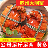 【活蟹】神行大闸蟹现货全母蟹鲜活去绳足重螃蟹生鲜河蟹海鲜礼盒 全母蟹2.5-2.8两 12只装