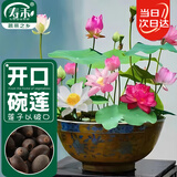寿禾 碗莲种子苗荷花水培无土栽培花种籽 潍育寿艺开口碗莲种子30粒*2