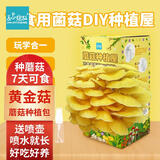 IAM City Farmer黄金菇 蘑菇种植包儿童种植可食用菌种蘑菇包套装源头直发10142