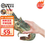 时寐东山岛海捕小青龙虾新鲜活冻大号青龙虾端午中秋春节礼盒顺丰空运 200-250克/只