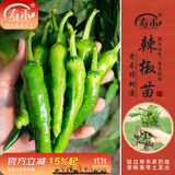 寿禾 辣椒苗各种椒苗寿光菜苗苗子朝天椒树苗带土发货秋冬山东蔬菜苗 寿禾樟树港辣椒苗 6棵