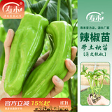 寿禾 辣椒苗各种椒苗寿光菜苗苗子朝天椒树苗带土发货秋冬山东蔬菜苗 薄皮辣椒苗3棵
