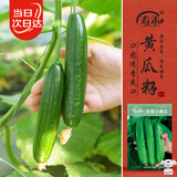 寿禾 小黄瓜种子苗水果青瓜秋季菜瓜蔬菜种籽 潍丰农家小黄瓜种子30粒