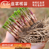 寿禾 蔬菜苗活苗带土发货大全菜苗种苗秋冬各种秧苗山东寿光苗子阳台 [目前紫色不明显]紫根韭菜根苗100棵带200g肥