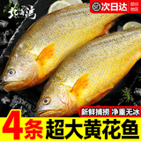 北海湾 黄花鱼 整条黄鱼新鲜活鱼速冻冷冻海鲜水产鱼类非三去特大生鲜鱼 【净重600-700g/条】4条