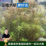 云峰海瑞水草活体懒人草鱼缸造景活体水草套餐鱼缸水草有茎类中后景真水草 【好养易活】绿松尾（10只一组）
