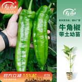 寿禾 辣椒苗各种椒苗寿光菜苗苗子朝天椒树苗带土发货秋冬山东蔬菜苗 牛角椒苗 6棵