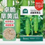北蔬 旱黄瓜种子种苗青瓜阳台庭院种植蔬菜种籽 卓脆旱黄瓜种子50粒