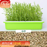 寿禾 芽菜种子萝卜四季秋冬季四季无土水培蔬菜豌豆芽 松柳苗种子 300g