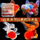 云峰海瑞观赏金鱼 冷水鱼 观赏鱼耐活鱼 活体鱼 淡水鱼小金鱼活鱼锦鲤活鱼 金鱼4-5cm 3+1条备损共4条（颜色品种随机）