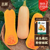 北蔬 南瓜种子种苗甜糯板栗红心四季盆栽蔬菜种籽 奶油南瓜种子20粒
