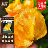 北蔬 黄番茄种子苗老品种沙瓤大黄柿子大棚菜种籽 黄果西红柿种子50粒